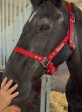 Cabezada cuadra personalizada caballo