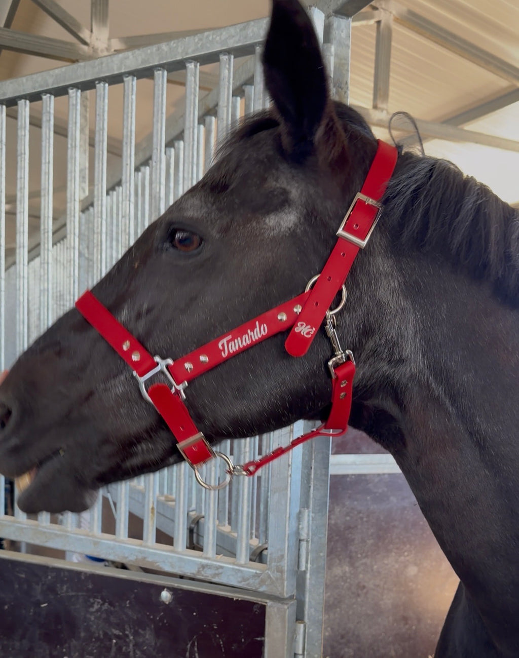Cabezada cuadra personalizada caballo