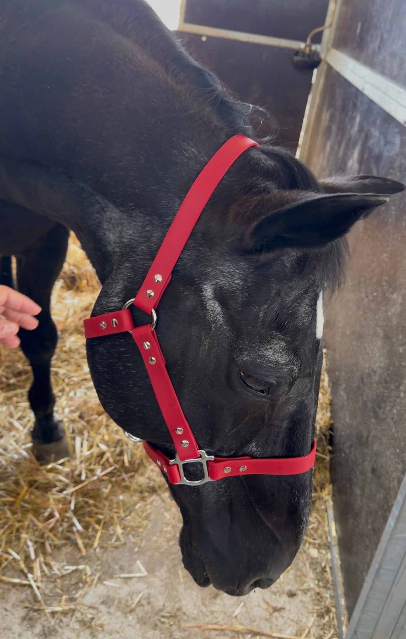 Cabezada cuadra personalizada caballo