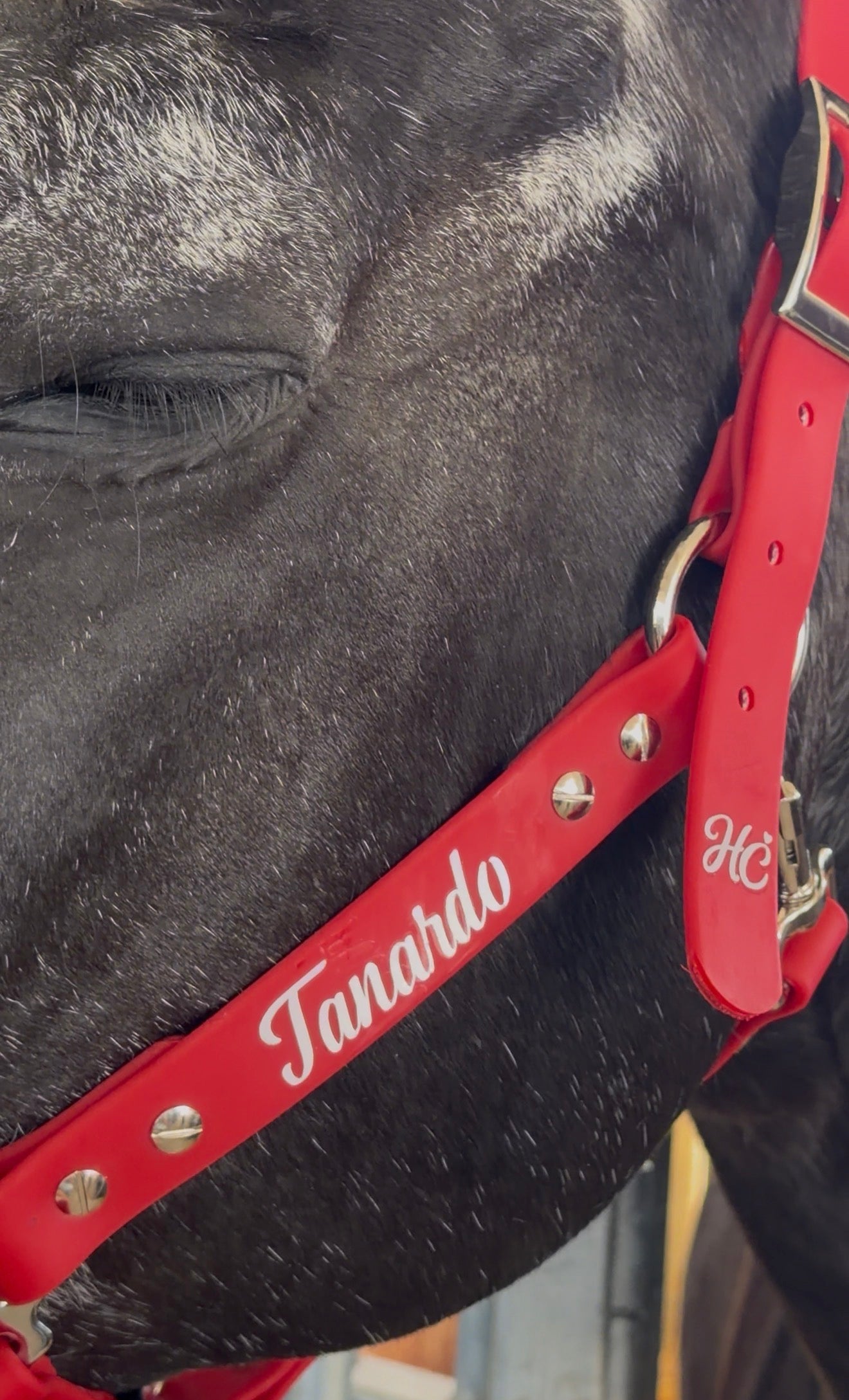 Cabezada cuadra personalizada caballo